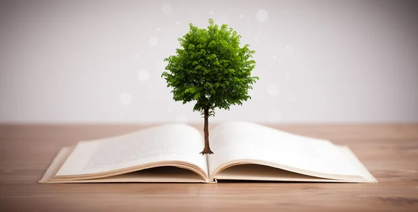 Δέντρο που αναπτύσσεται από ένα ανοιχτό βιβλίο — Φωτογραφία Αρχείου
