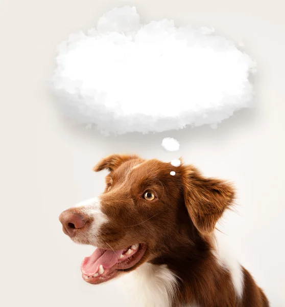 Cute dog with empty cloud bubble — Stock Photo, Image