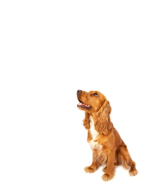 Cute cocker spaniel com espaço de cópia — Fotografia de Stock