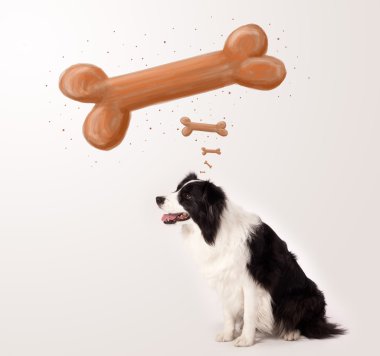 Border collie bir kemik düşünüyor.