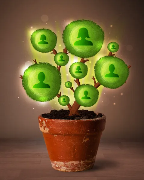 Sociale netwerkboom die uit de bloempot komt — Stockfoto