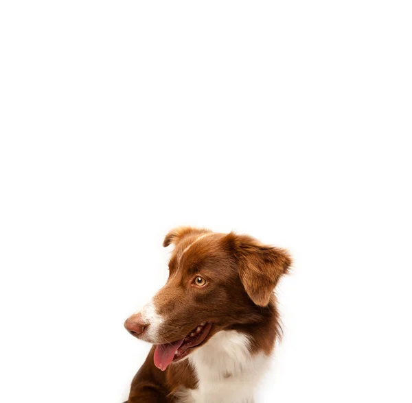 Cute border collie with copy space — Stock Photo, Image