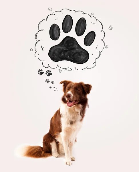 Grazioso bordo collie con zampa sopra la testa — Foto Stock