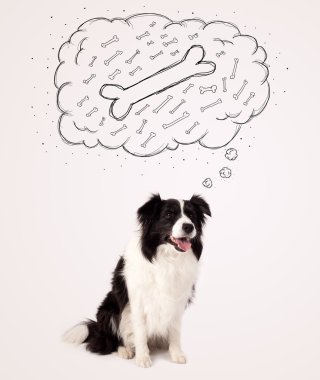 Border collie, düşünce baloncuğu ile bir kemik düşünüyor.