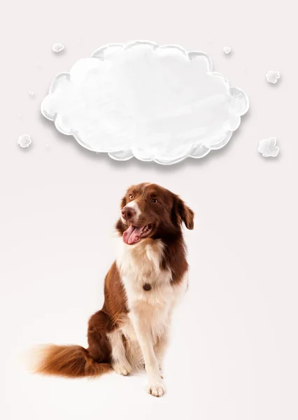 Cute border collie with empty cloud — Stock Photo, Image