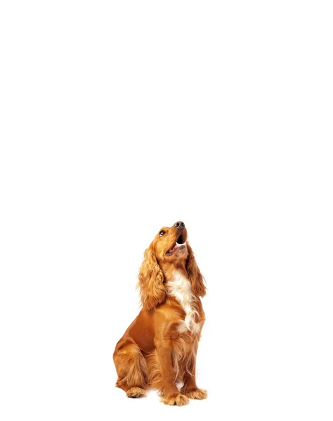 Cute cocker spaniel with copy space — Stock Photo, Image