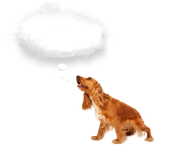 Lindo perro con burbuja de nube vacía — Foto de Stock