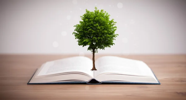 Árvore crescendo a partir de um livro aberto — Fotografia de Stock