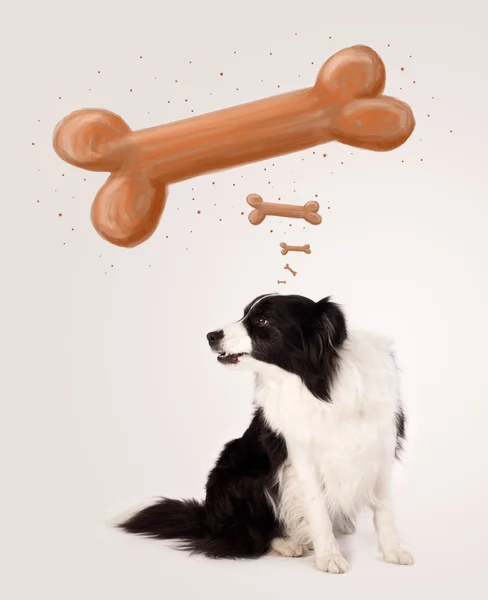 Grens collie denken aan een bot — Stockfoto