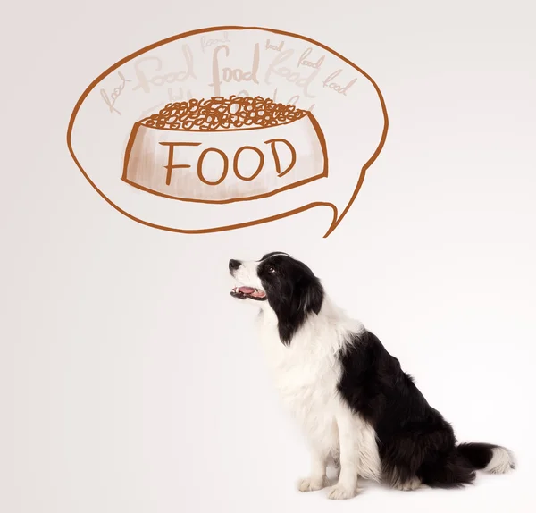 Cute border collie dreaming about food — Stock Photo, Image