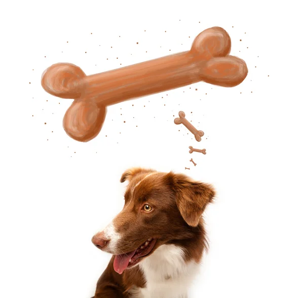 Grens collie denken aan een bot — Stockfoto