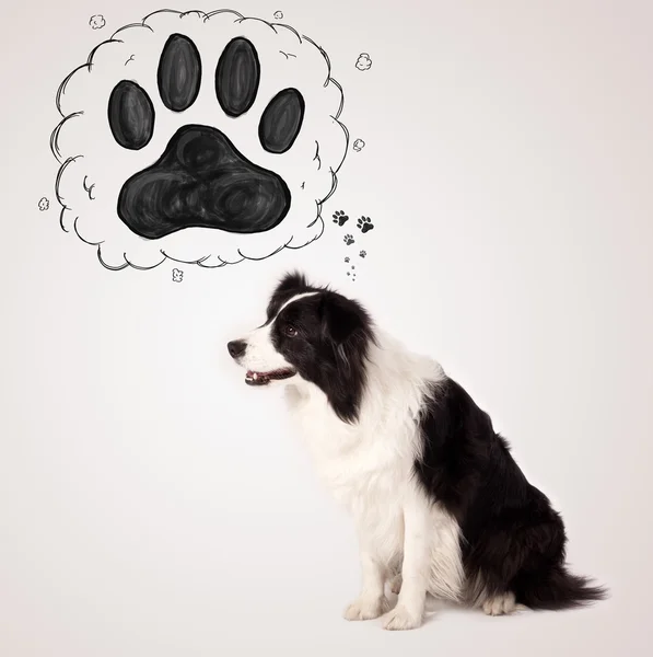 Leuke border collie met pootje boven haar hoofd — Stockfoto