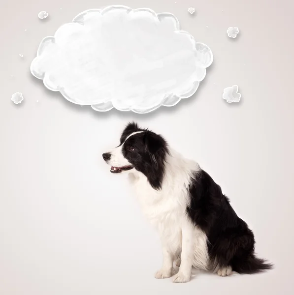 Cute border collie with empty cloud — Stock Photo, Image