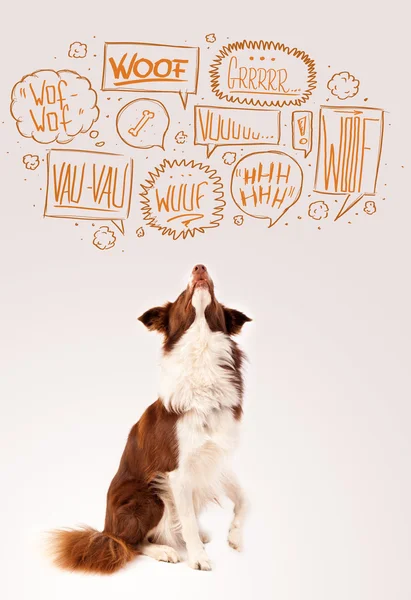 Netter Hund mit bellenden Blasen — Stockfoto