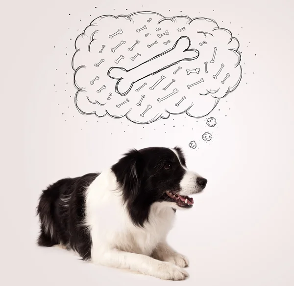 Border collie with thought bubble thinking about a bone — Stock Photo, Image