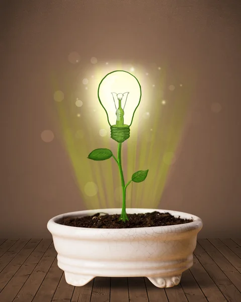 Pianta della lampadina che esce dal vaso da fiori — Foto Stock