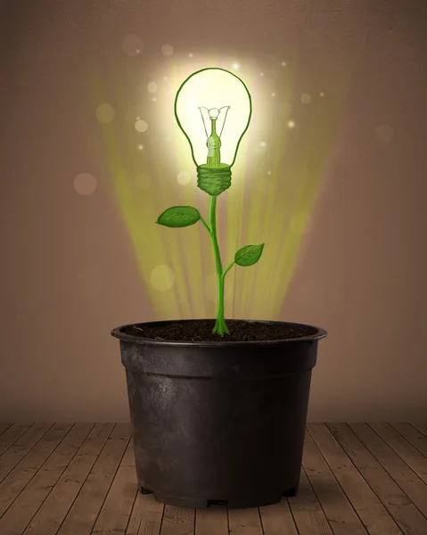 Lightbulb plant coming out of flowerpot — Stock Photo, Image