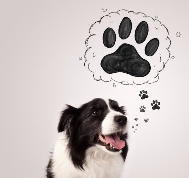 Başının üstünde patisi olan şirin bir çoban köpeği.