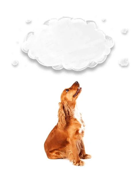 Cute cocker spaniel with cloud — Stock Photo, Image