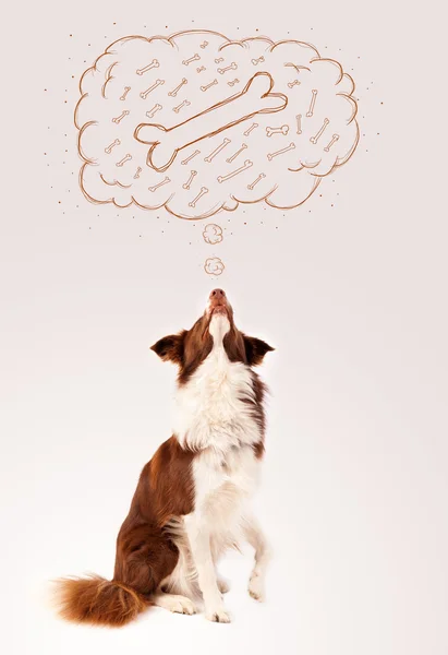 Border collie with thought bubble thinking about a bone — Stock Photo, Image