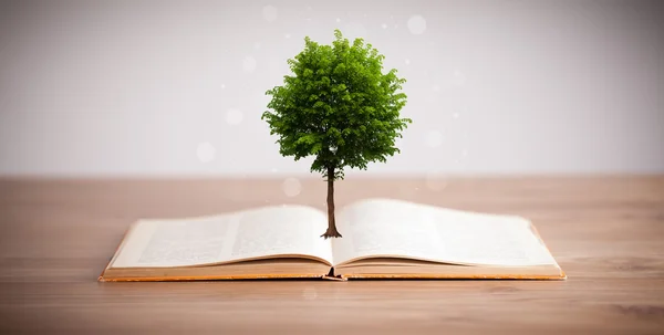 Träd som växer från en öppen bok — Stockfoto
