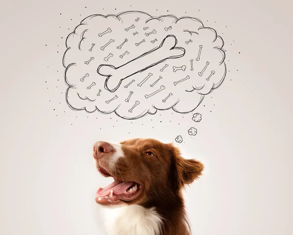 Border collie with thought bubble thinking about a bone — Stock Photo, Image