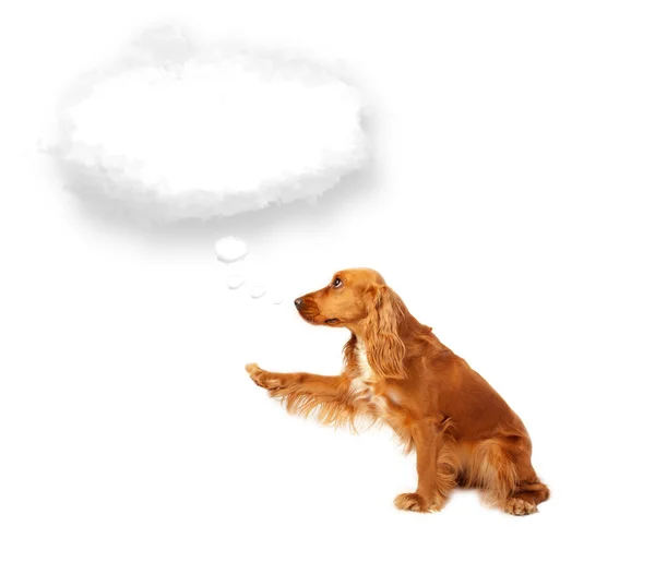 Cute dog with empty cloud bubble — Stock Photo, Image