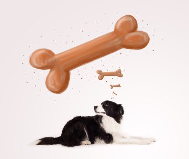 Border collie bir kemik düşünüyor.