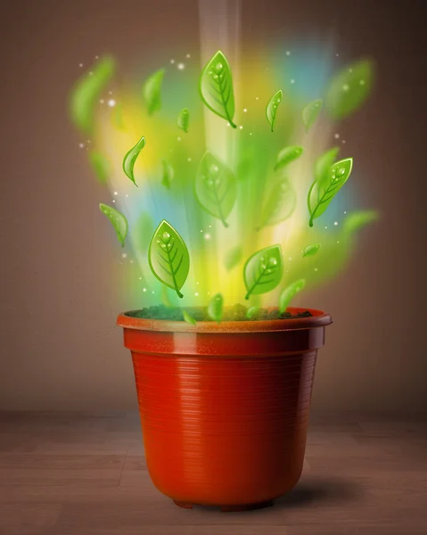 Folhas brilhantes saindo do vaso — Fotografia de Stock