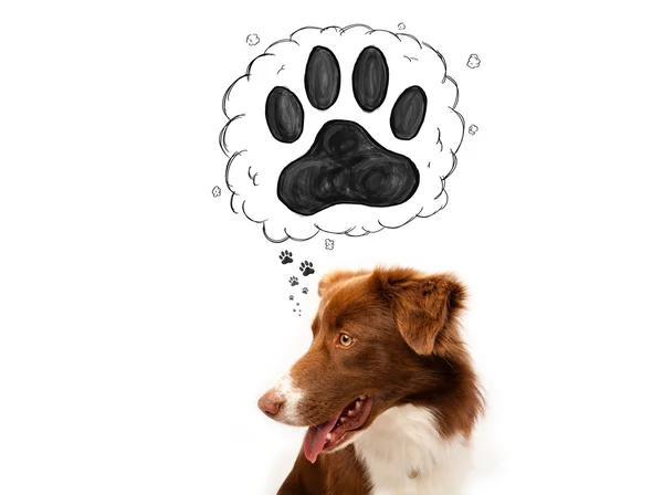 Cute border collie with paw above her head — Stock Photo, Image