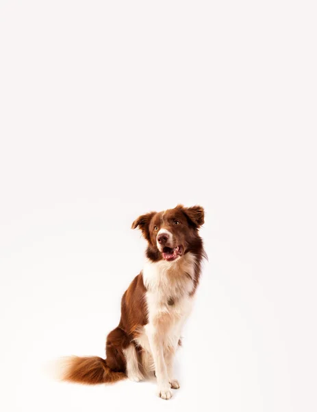 Bonito collie borda com espaço de cópia — Fotografia de Stock