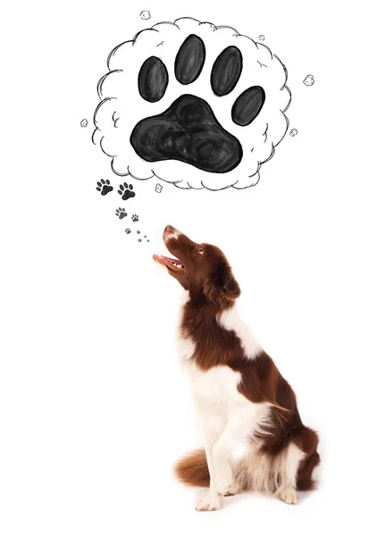 Leuke border collie met pootje boven haar hoofd — Stockfoto