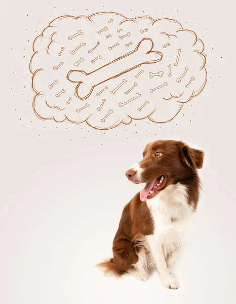 Border collie with thought bubble thinking about a bone — Stock Photo, Image