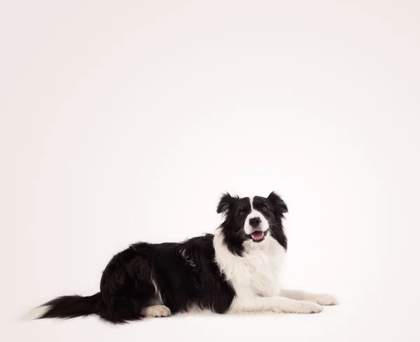 Bonito collie borda com espaço de cópia — Fotografia de Stock