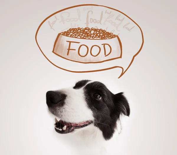 Cute border collie dreaming about food — Stock Photo, Image