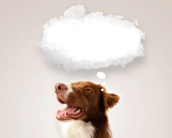 Cute dog with empty cloud bubble — Stock Photo, Image