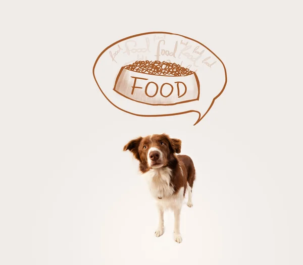 Cute border collie dreaming about food — Stock Photo, Image