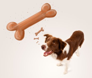 Border collie bir kemik düşünüyor.