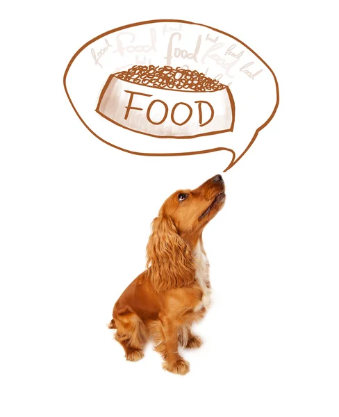 Cute cocker spaniel dreaming about food — Stock Photo, Image