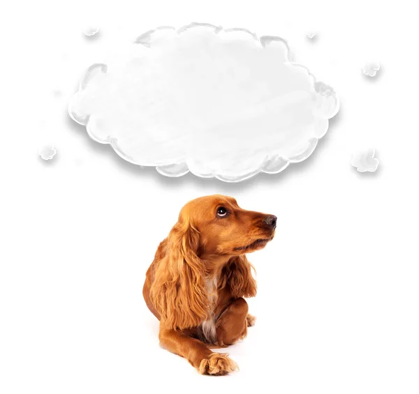 Cute cocker spaniel with cloud — Stock Photo, Image