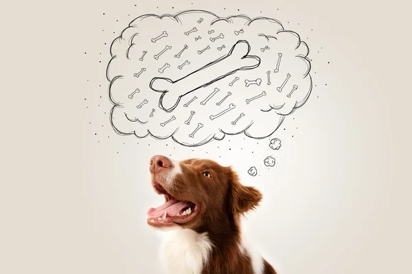 Border collie with thought bubble thinking about a bone — Stock Photo, Image