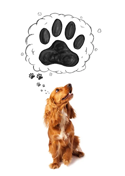 Cute cocker spaniel with paw above her head — Stock Photo, Image