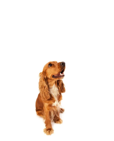 Cute cocker spaniel com espaço de cópia — Fotografia de Stock