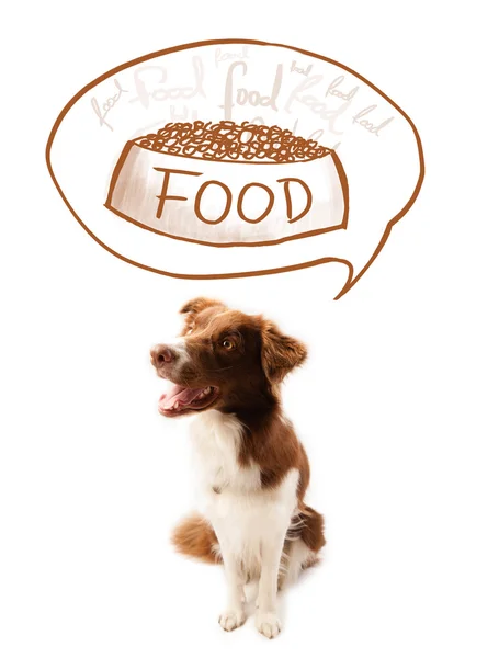 Linda frontera collie soñando con la comida — Foto de Stock