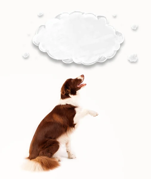 Niedlicher Border Collie mit leeren Wolken — Stockfoto