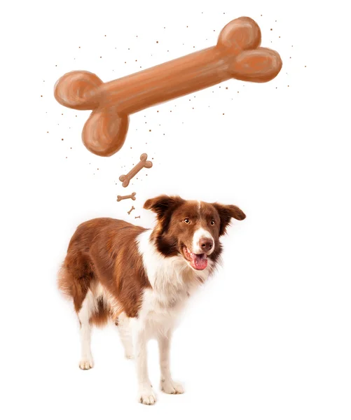 Grens collie denken aan een bot — Stockfoto