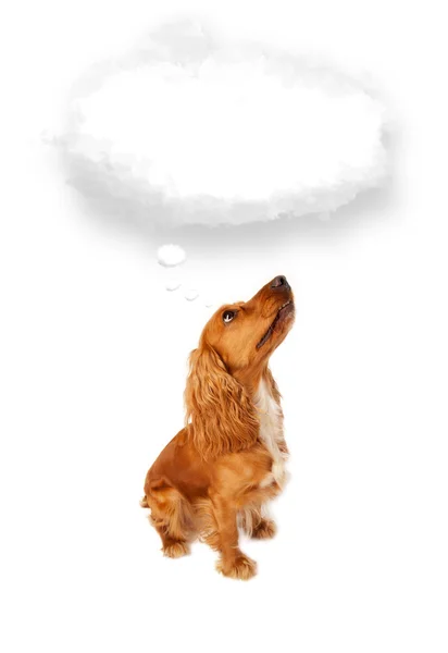 Cute dog with empty cloud bubble — Stock Photo, Image