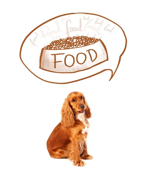 Cute cocker spaniel dreaming about food — Stock Photo, Image