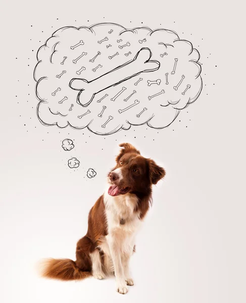 Border collie with thought bubble thinking about a bone — Stock Photo, Image