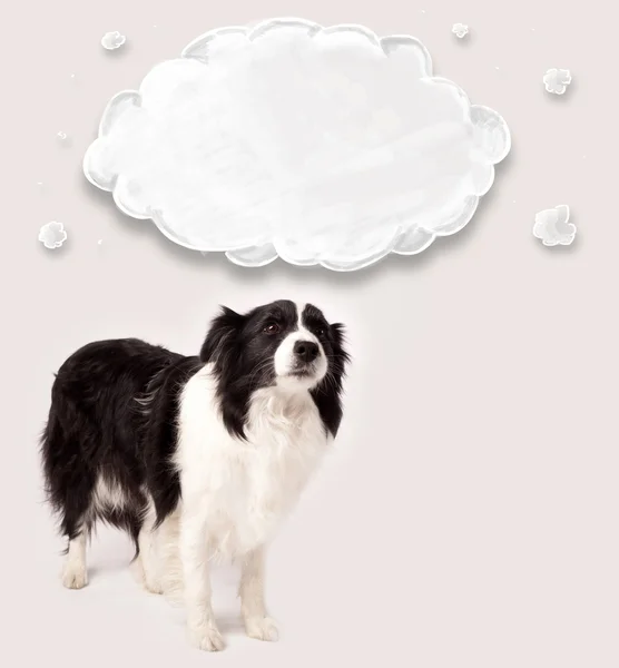 Cute border collie with empty cloud — Stock Photo, Image